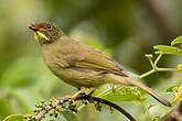 Bulbul à moustaches jaunes