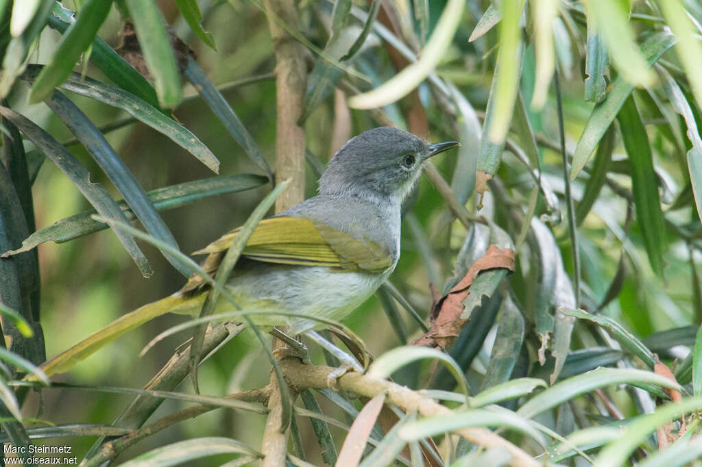 Bulbul à stries jaunesadulte, identification