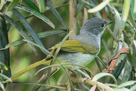 Bulbul à stries jaunes