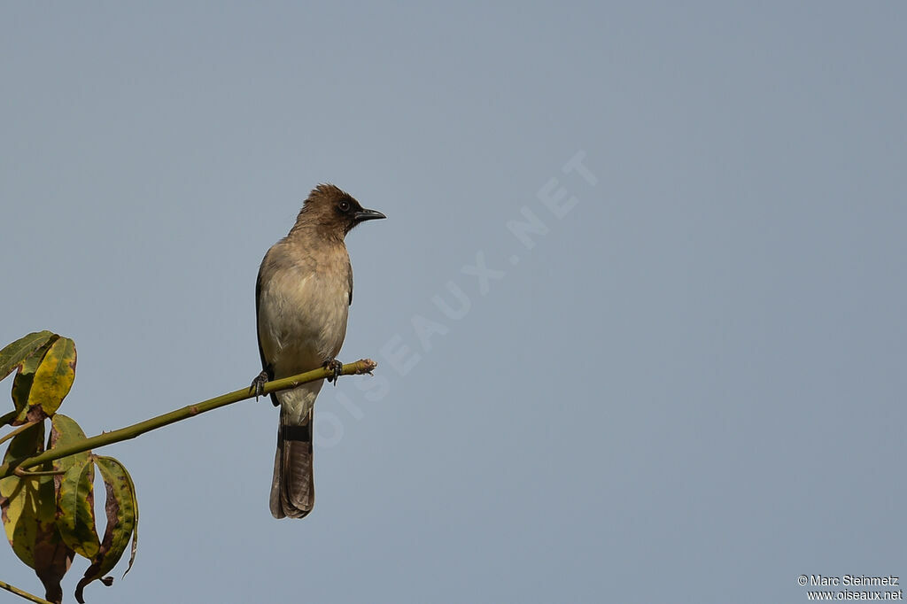 Bulbul des jardins