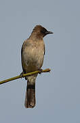 Bulbul des jardins