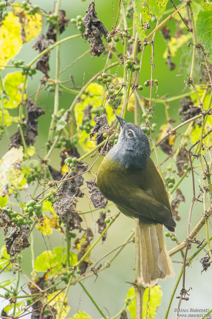 Bulbul kikuyu