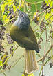 Bulbul kikuyu