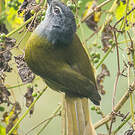 Bulbul kikuyu