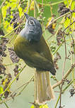 Bulbul kikuyu