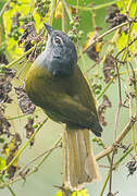 Olive-breasted Greenbul