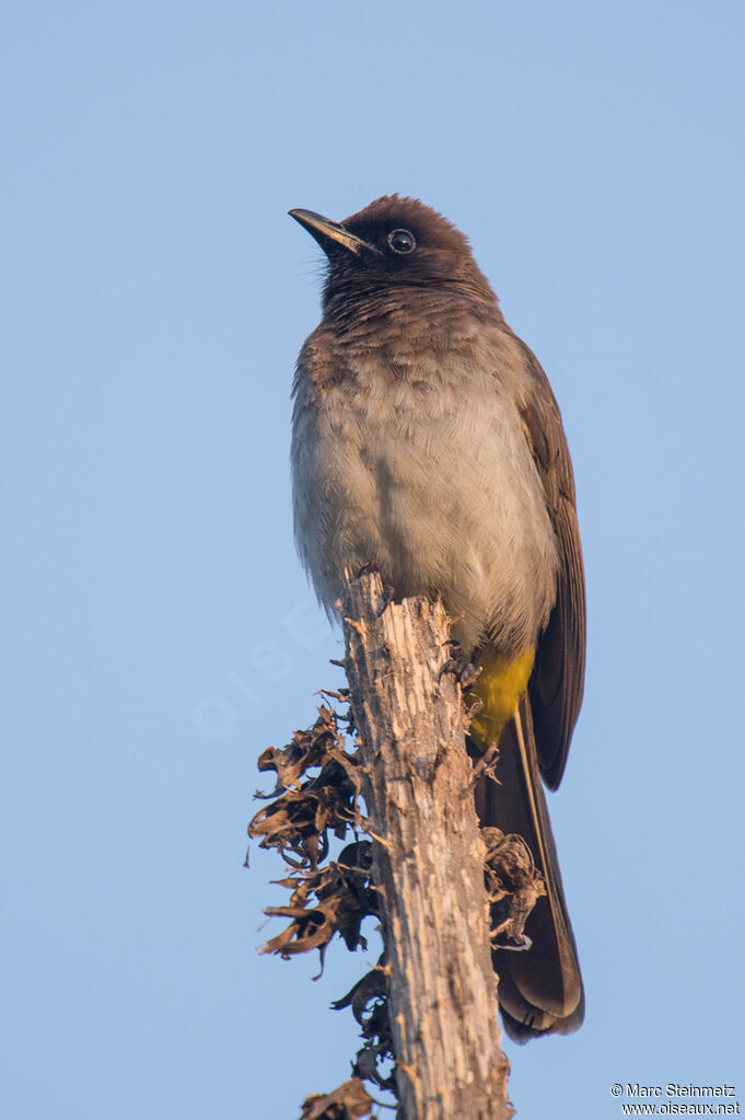 Bulbul tricolore