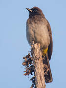 Dark-capped Bulbul