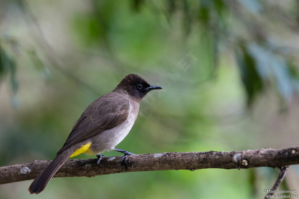 Dark-capped Bulbul