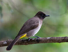 Dark-capped Bulbul