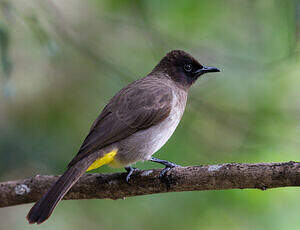 Bulbul tricolore