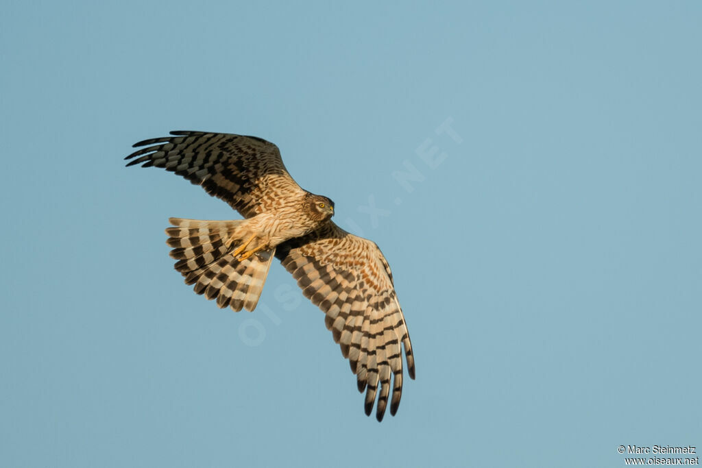 Montagu's Harrier female, Flight