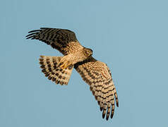 Montagu's Harrier