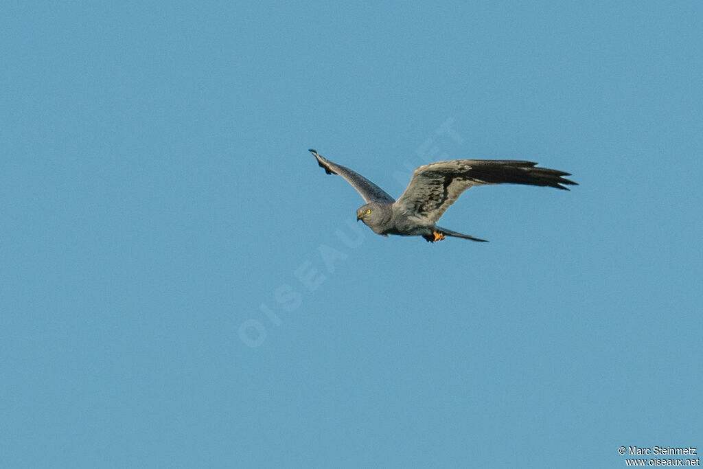 Montagu's Harrier male, Flight