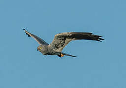 Montagu's Harrier