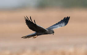 Montagu's Harrier