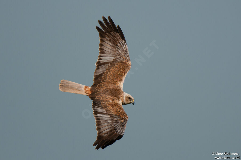 Western Marsh Harrier