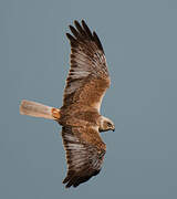 Western Marsh Harrier