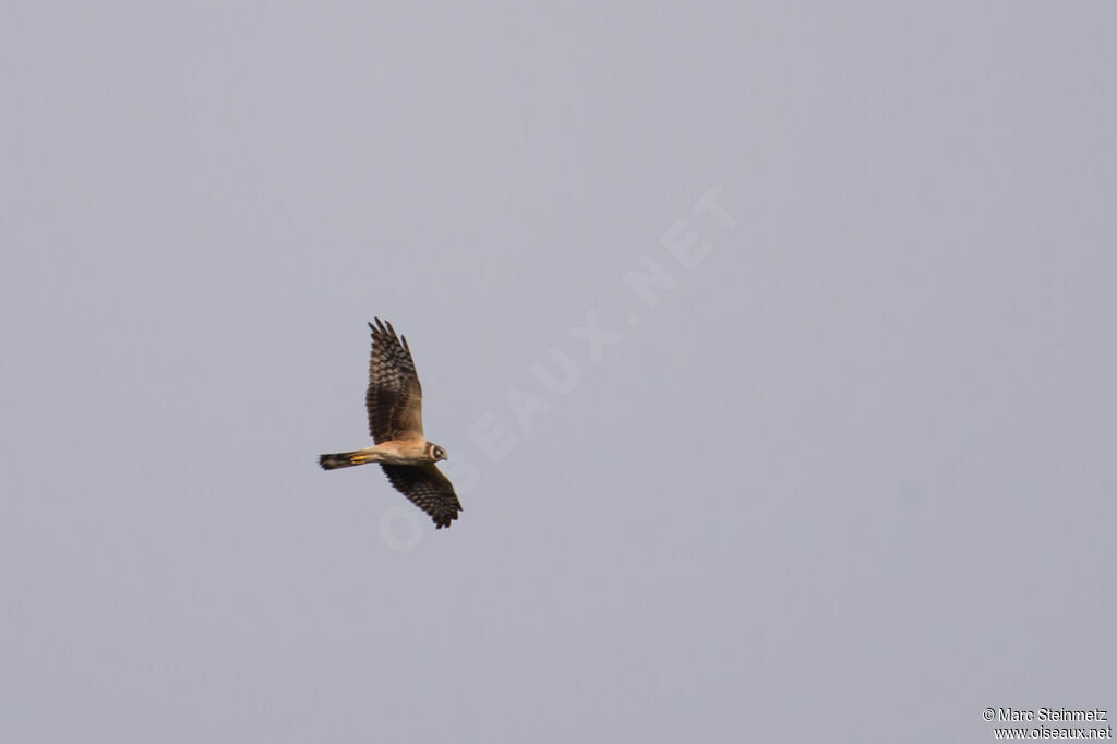 Pallid Harrier