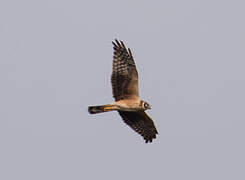 Pallid Harrier