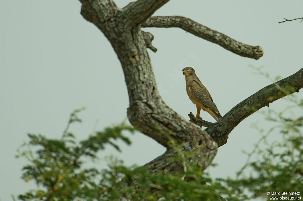 Grasshopper Buzzard