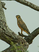 Grasshopper Buzzard