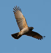 Roadside Hawk