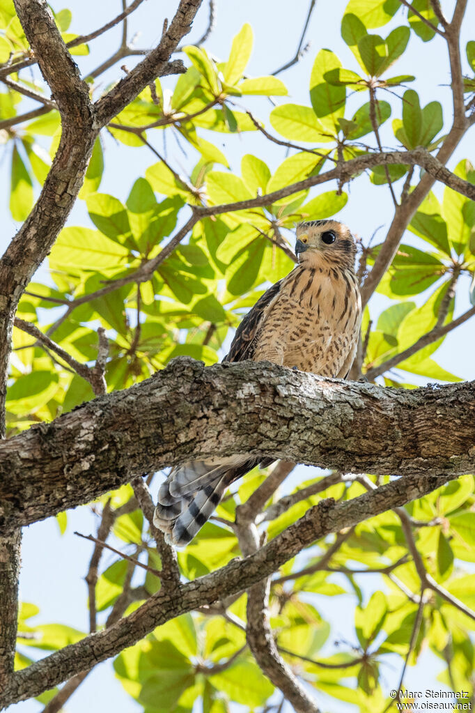 Roadside Hawkjuvenile