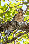 Roadside Hawk