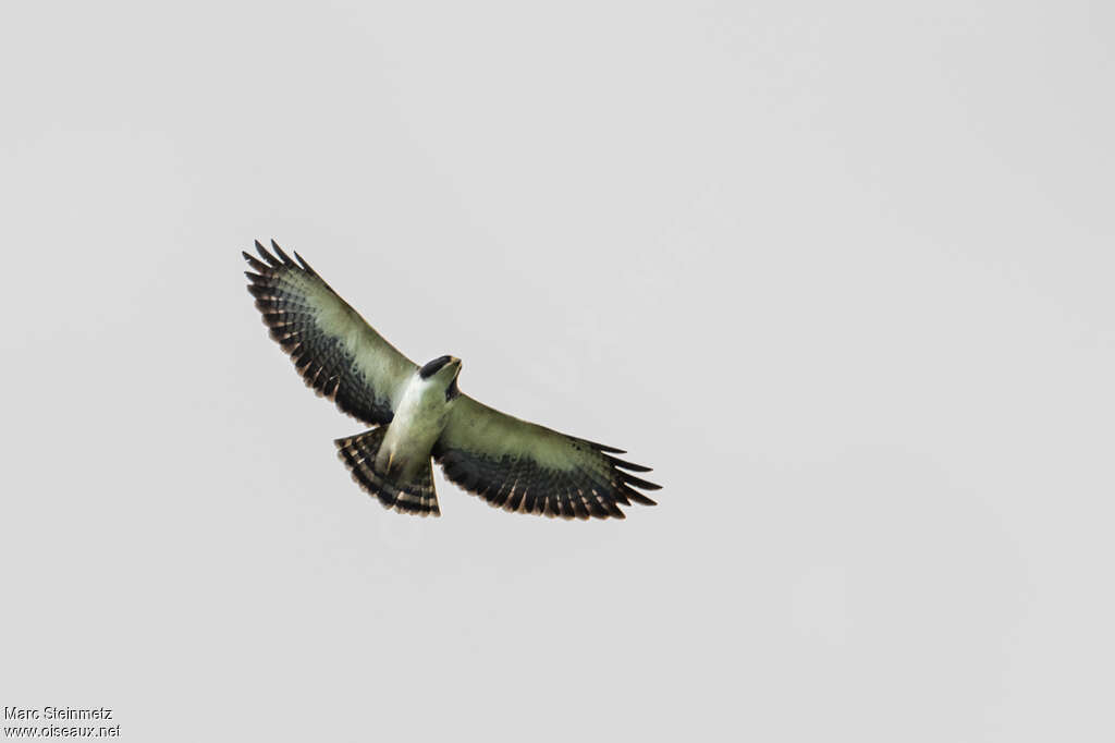 Short-tailed Hawkadult, pigmentation