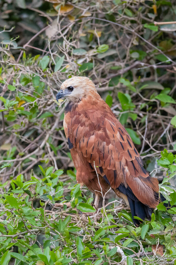 Black-collared Hawk