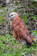 Black-collared Hawk