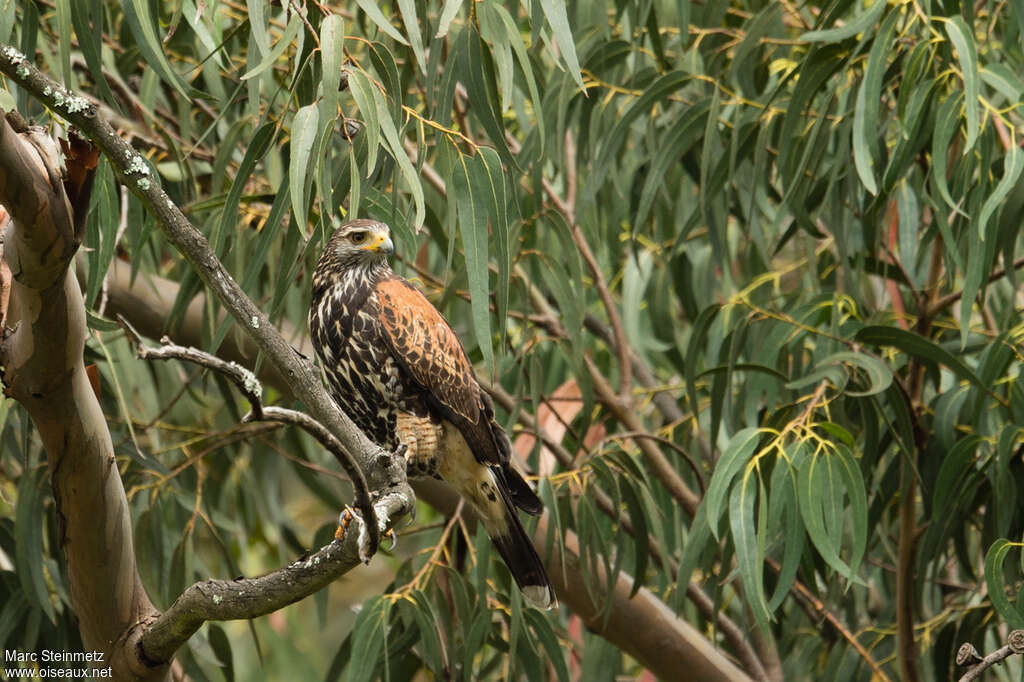 Buse de Harrisimmature, identification