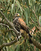 Harris's Hawk