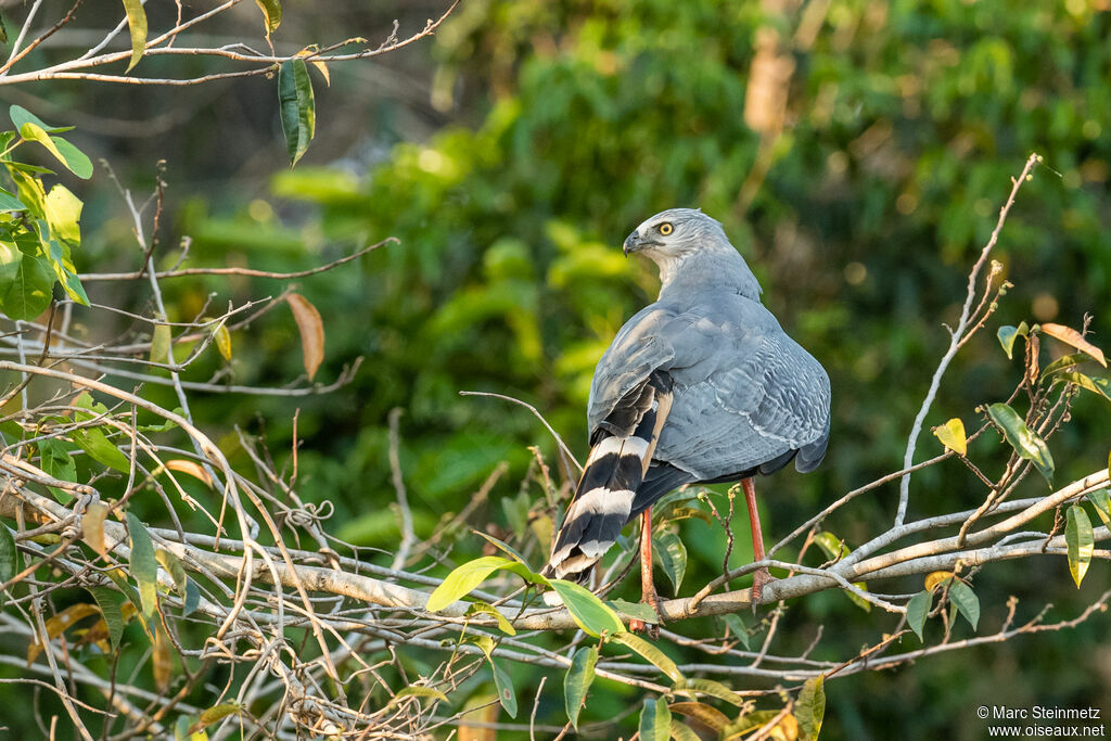 Crane Hawk