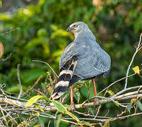 Crane Hawk