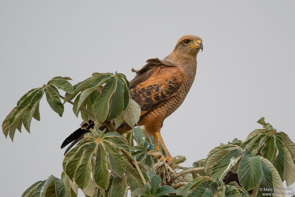 Savanna Hawk