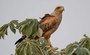 Savanna Hawk