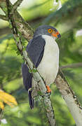 Semiplumbeous Hawk