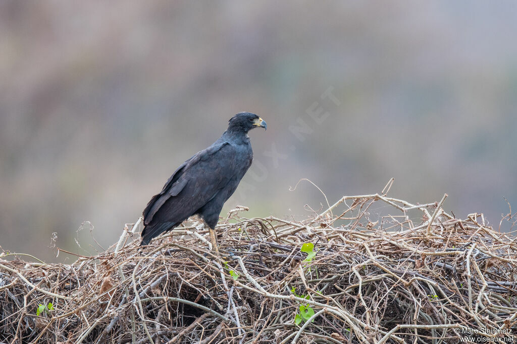 Great Black Hawk