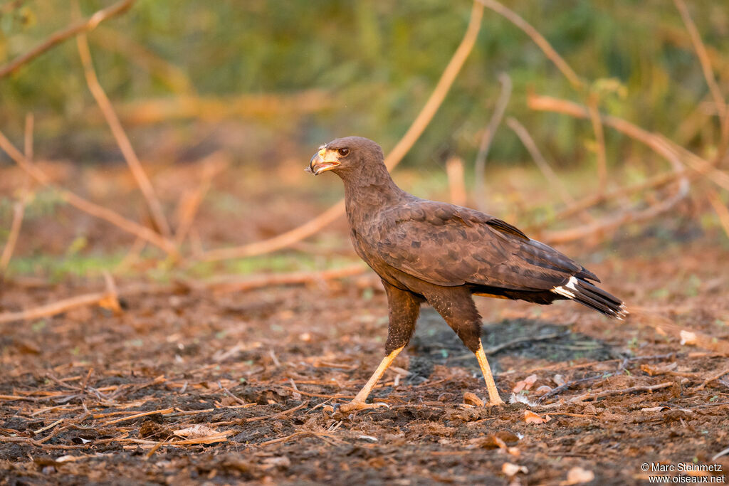 Great Black Hawk