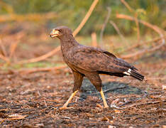 Great Black Hawk