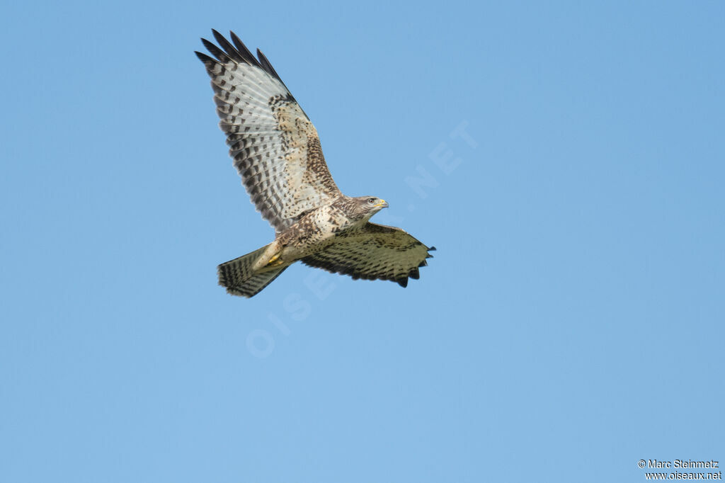 Buse variable