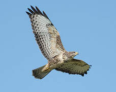 Common Buzzard