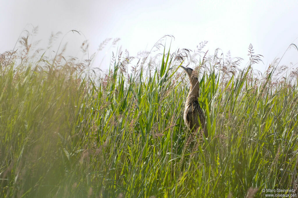 Eurasian Bittern