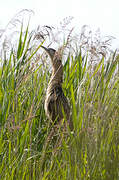 Eurasian Bittern