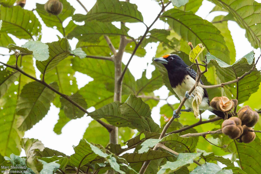 Orange-fronted Barbet female adult, identification