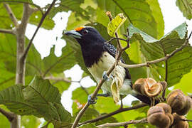 Orange-fronted Barbet