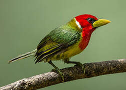 Red-headed Barbet