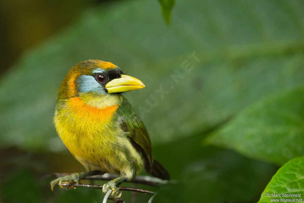 Red-headed Barbet female